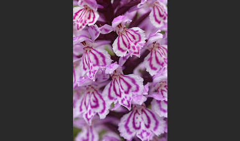 Fuchs Knabenkraut (Dactylorhiza fuchsii)