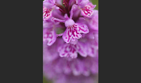 Fuchs Knabenkraut (Dactylorhiza fuchsii)