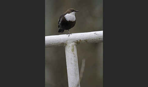 Wasseramsel (Cinclus cinclus)