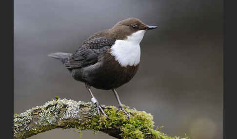 Wasseramsel (Cinclus cinclus)