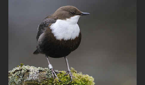 Wasseramsel (Cinclus cinclus)