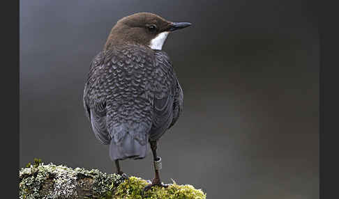 Wasseramsel (Cinclus cinclus)