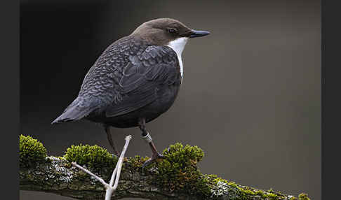 Wasseramsel (Cinclus cinclus)