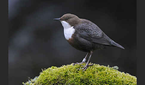 Wasseramsel (Cinclus cinclus)