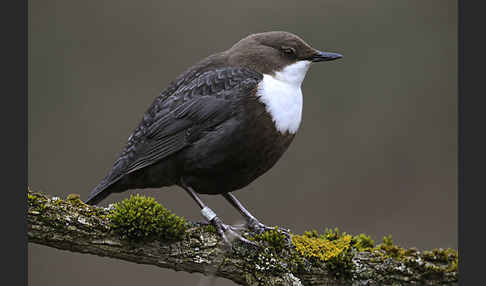 Wasseramsel (Cinclus cinclus)