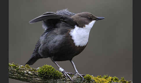 Wasseramsel (Cinclus cinclus)