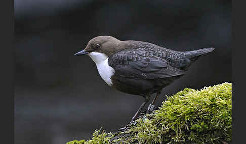 Wasseramsel (Cinclus cinclus)