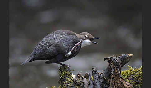 Wasseramsel (Cinclus cinclus)