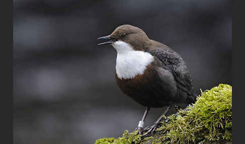 Wasseramsel (Cinclus cinclus)