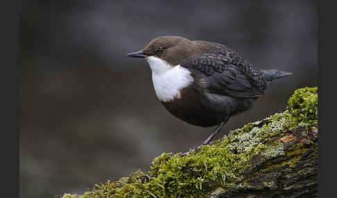 Wasseramsel (Cinclus cinclus)