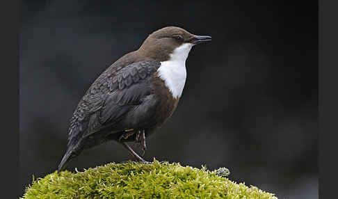 Wasseramsel (Cinclus cinclus)