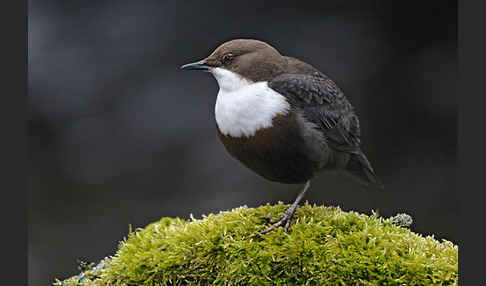 Wasseramsel (Cinclus cinclus)