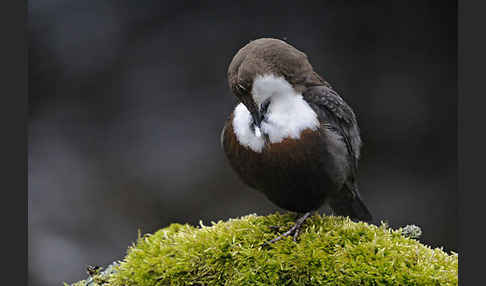 Wasseramsel (Cinclus cinclus)