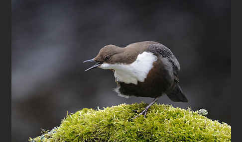 Wasseramsel (Cinclus cinclus)