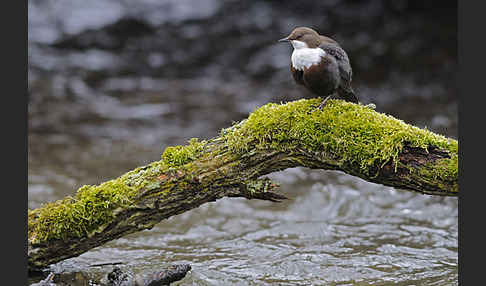 Wasseramsel (Cinclus cinclus)