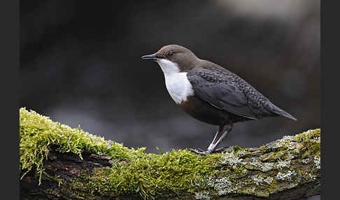 Wasseramsel (Cinclus cinclus)