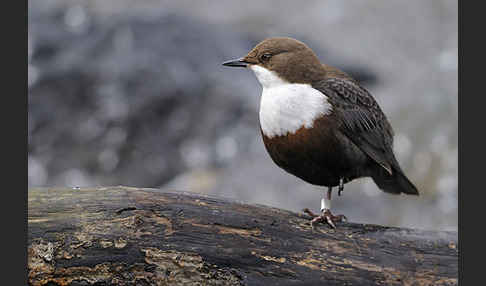 Wasseramsel (Cinclus cinclus)