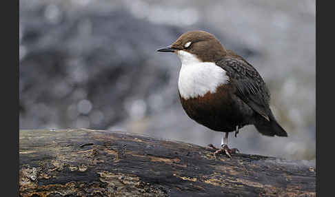 Wasseramsel (Cinclus cinclus)