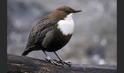 Wasseramsel (Cinclus cinclus)