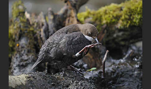 Wasseramsel (Cinclus cinclus)