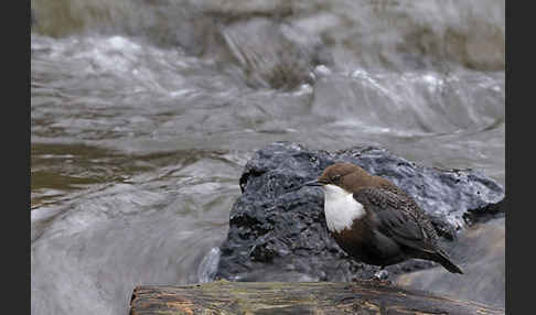 Wasseramsel (Cinclus cinclus)