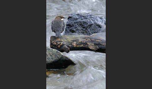 Wasseramsel (Cinclus cinclus)