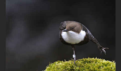 Wasseramsel (Cinclus cinclus)