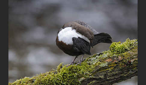 Wasseramsel (Cinclus cinclus)