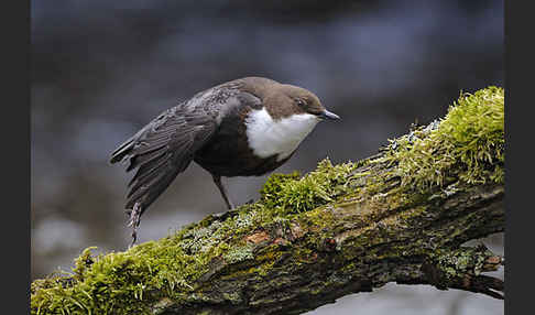 Wasseramsel (Cinclus cinclus)