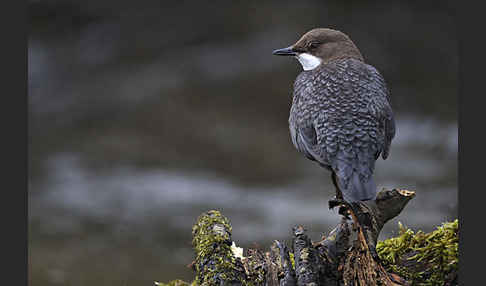 Wasseramsel (Cinclus cinclus)