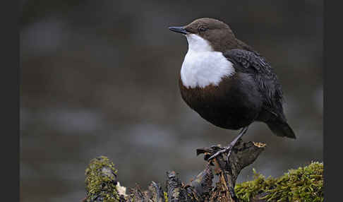 Wasseramsel (Cinclus cinclus)