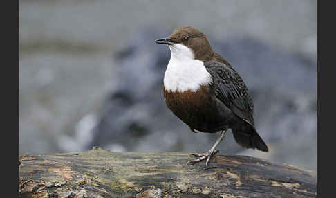 Wasseramsel (Cinclus cinclus)