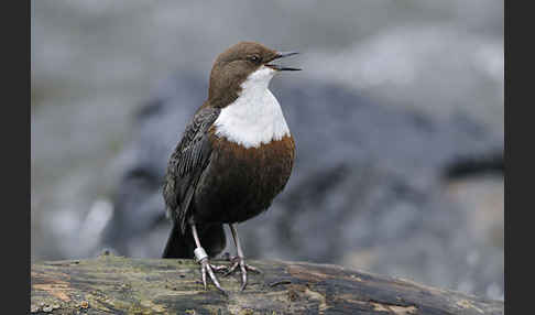 Wasseramsel (Cinclus cinclus)