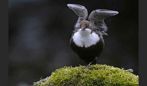 Wasseramsel (Cinclus cinclus)