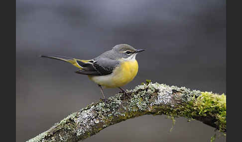 Gebirgsstelze (Motacilla cinerea)