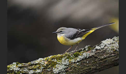 Gebirgsstelze (Motacilla cinerea)