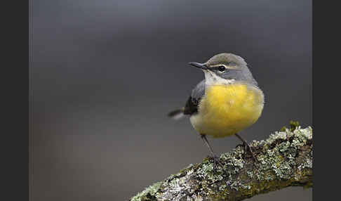 Gebirgsstelze (Motacilla cinerea)