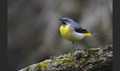 Gebirgsstelze (Motacilla cinerea)