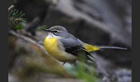 Gebirgsstelze (Motacilla cinerea)