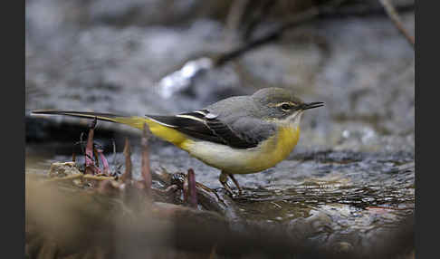 Gebirgsstelze (Motacilla cinerea)