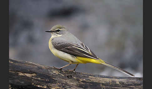 Gebirgsstelze (Motacilla cinerea)