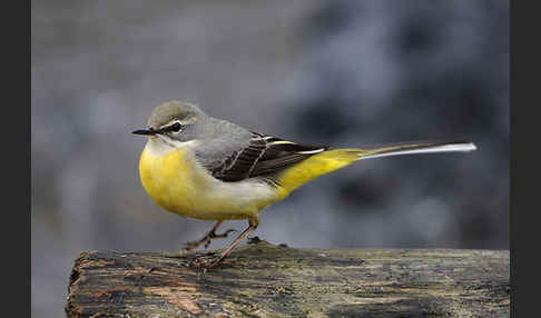 Gebirgsstelze (Motacilla cinerea)