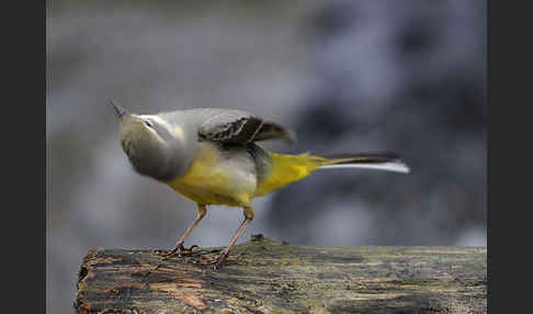 Gebirgsstelze (Motacilla cinerea)