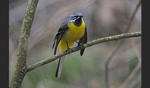 Gebirgsstelze (Motacilla cinerea)