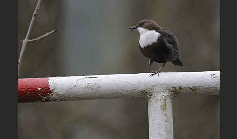 Wasseramsel (Cinclus cinclus)