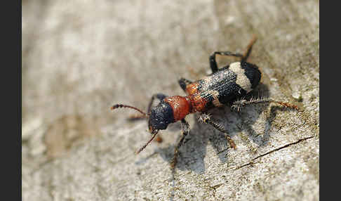 Ameisenbuntkäfer (Thanasimus formicarius)