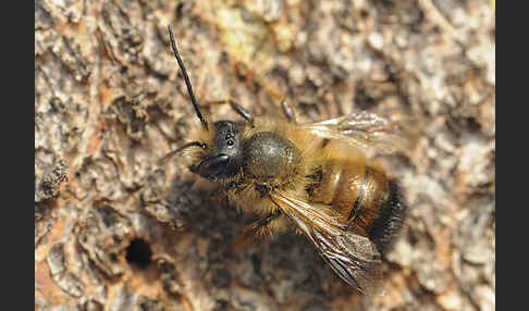 Rote Mauerbiene (Osmia bicornis)