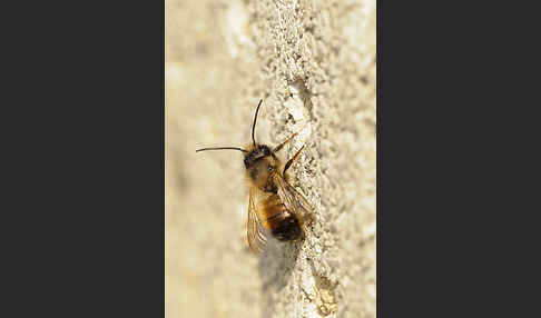 Rote Mauerbiene (Osmia bicornis)