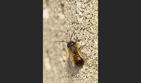 Rote Mauerbiene (Osmia bicornis)