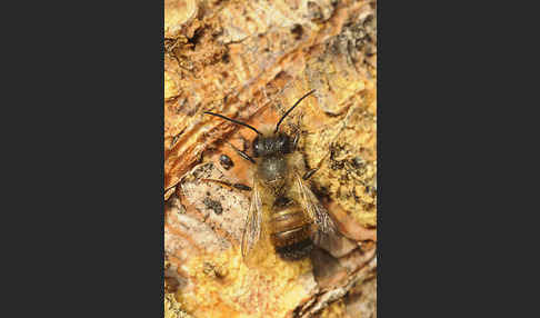 Rote Mauerbiene (Osmia bicornis)